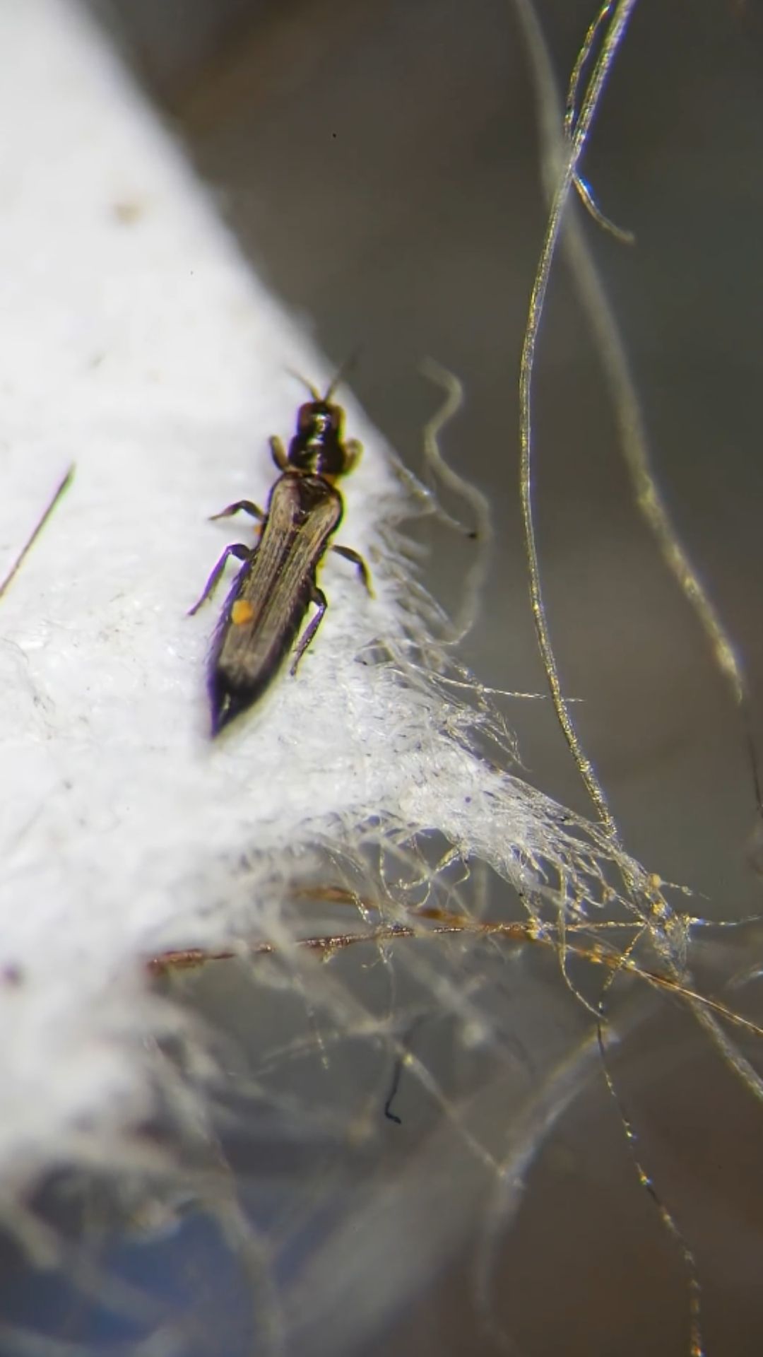 A microscope reveals strange movement inside an air filter