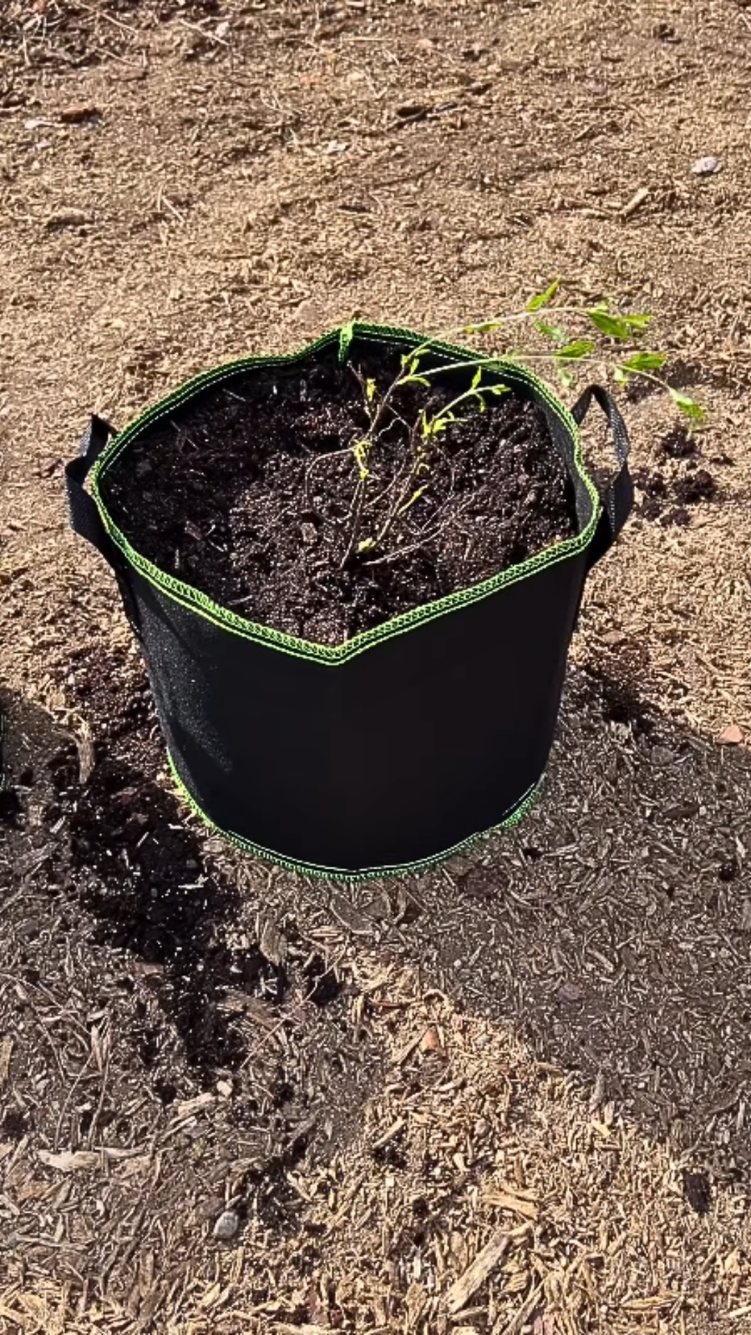 Spring planting with garden grow bags