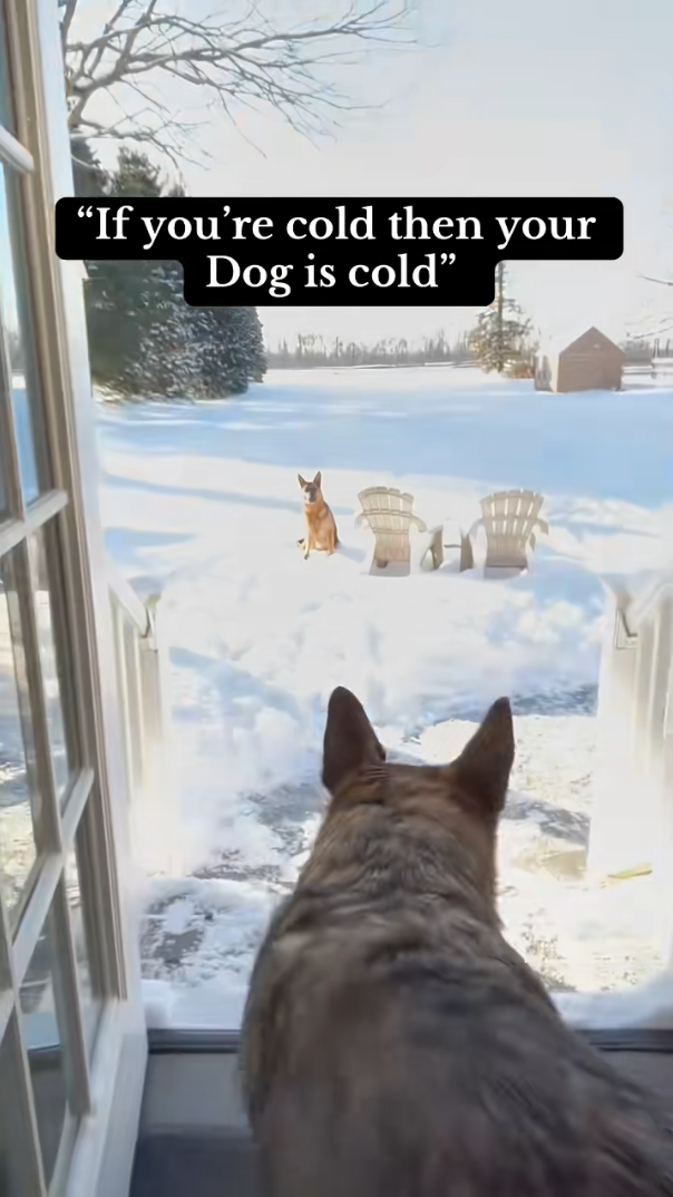 Does it really snow this much in Germany? This German Shepherd seems ready