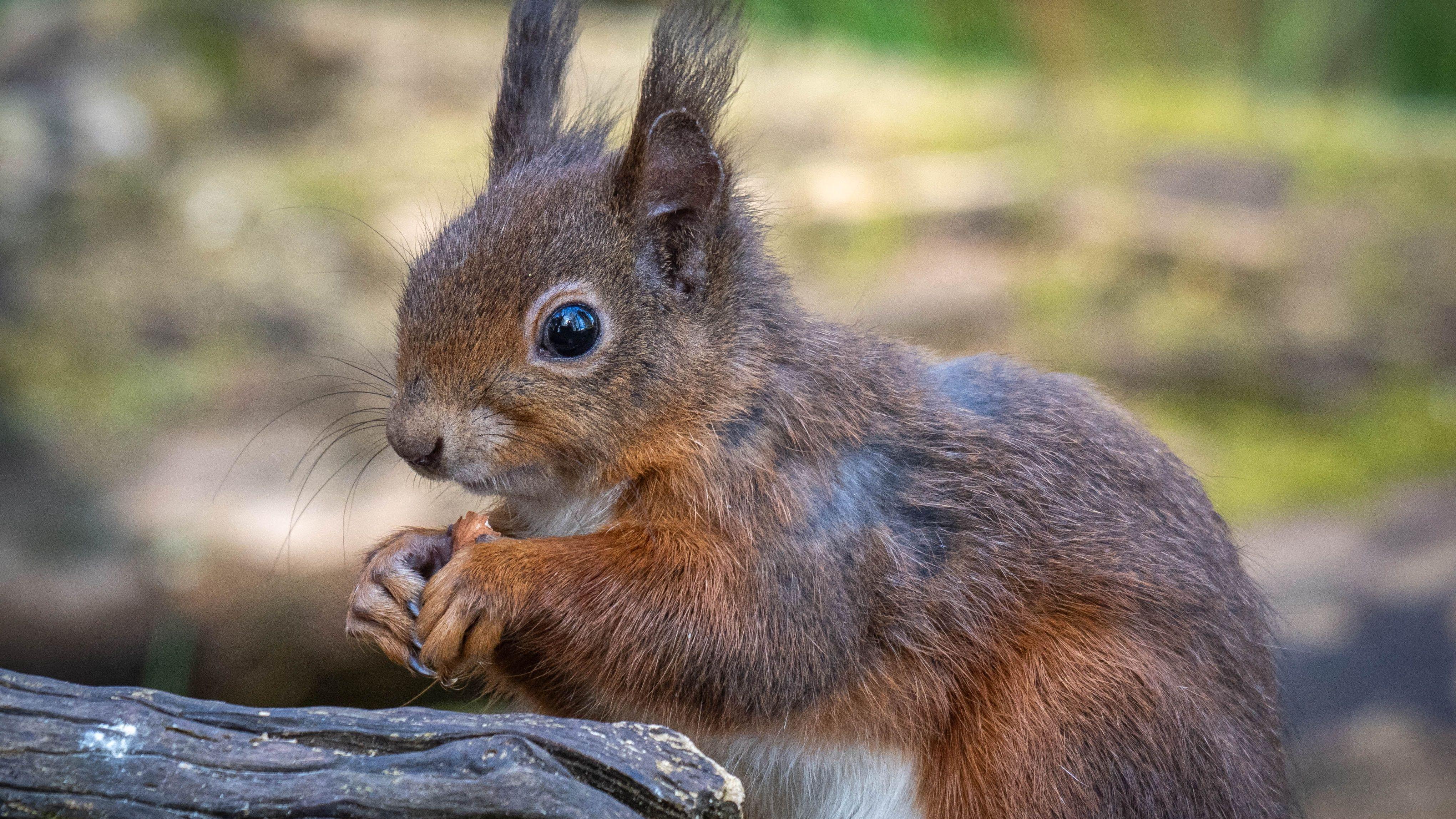 Red squirrel project opens £250k community grant