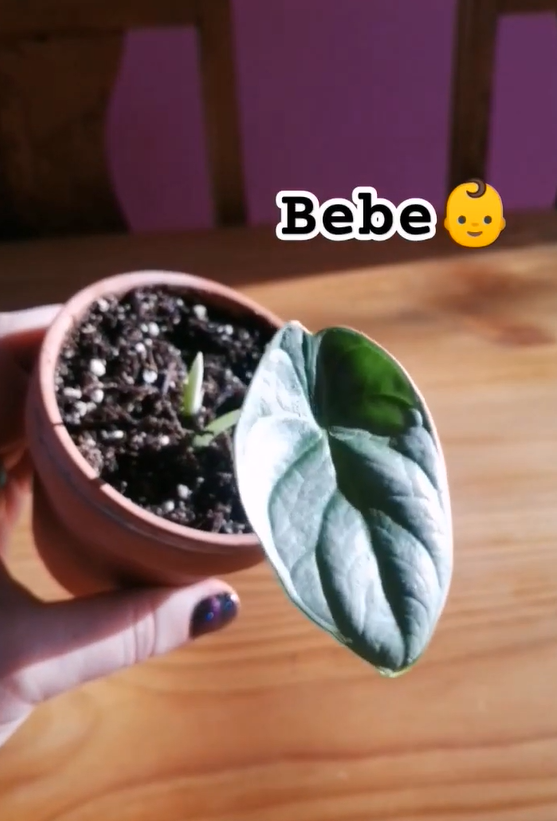 A satisfying routine for healthy houseplants