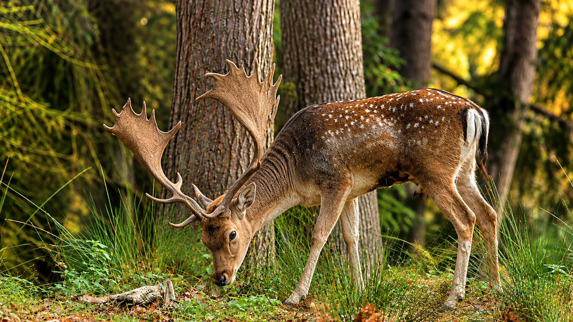 One quiet woodland opening revealed a fallow deer with massive antlers