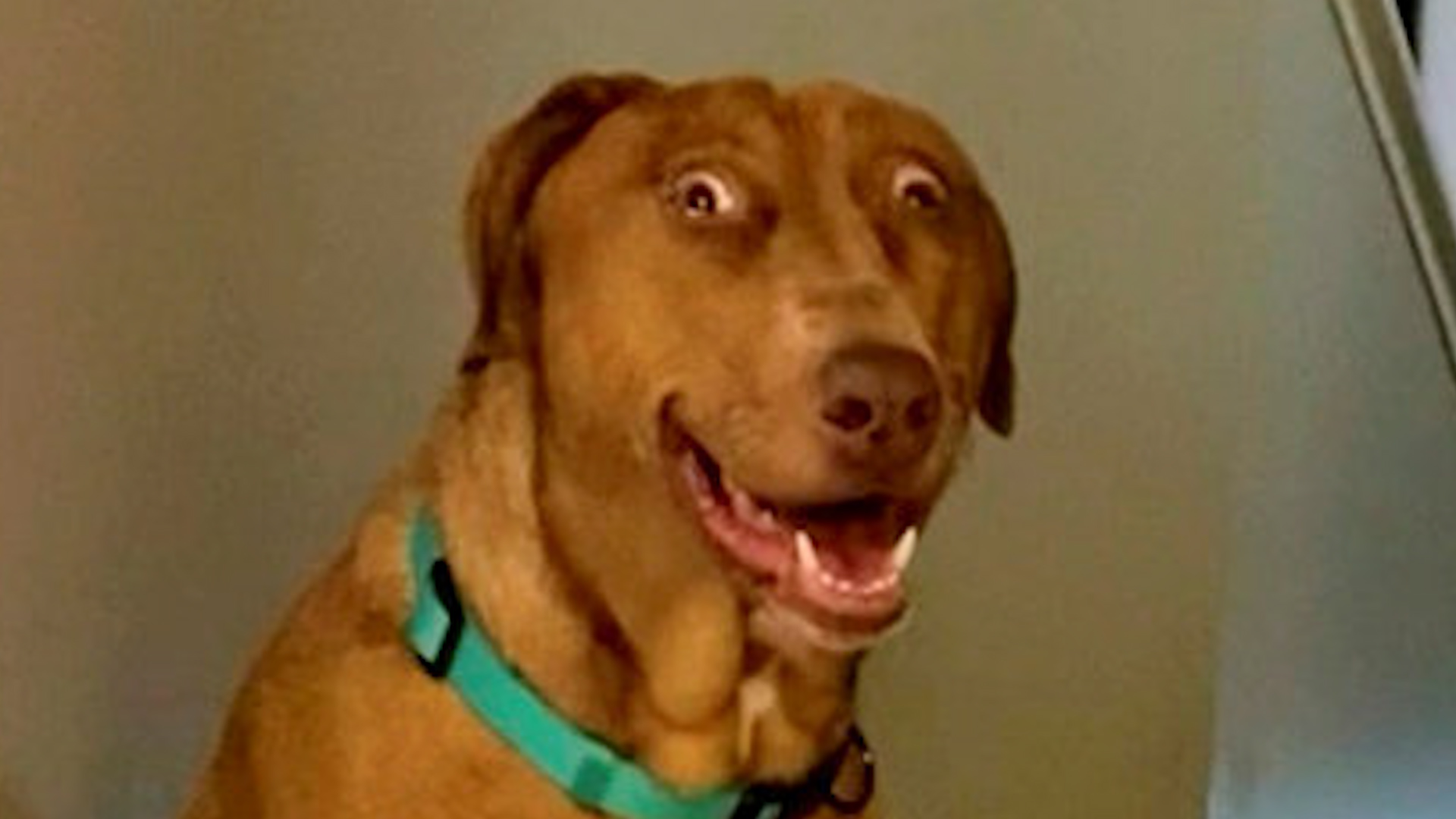 Dog born with birth defect looks permanently surprised and wins 160,000 ...