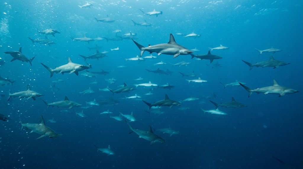 A hidden WWII tunnel is now crawling with sharks – scientists recorded ...