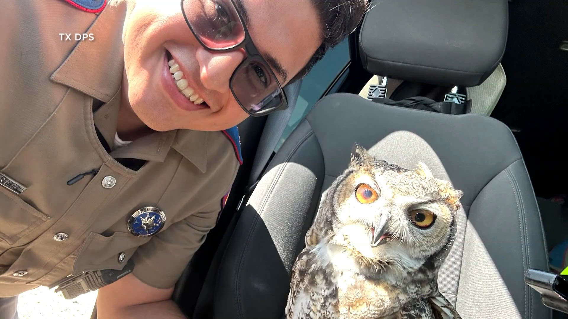 Texas troopers rescue injured owl found along Interstate 10