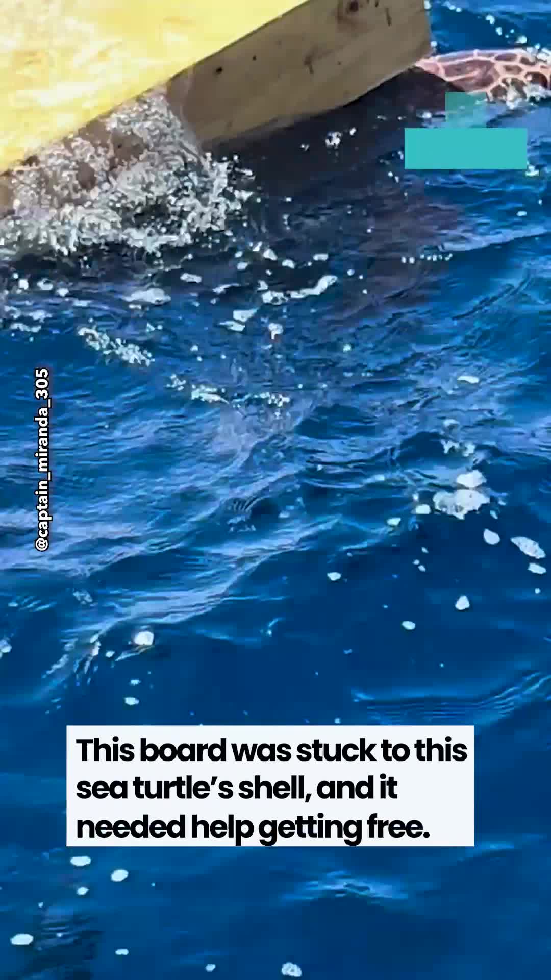 Boaters make heart-stopping discovery when they see what's stuck to sea ...