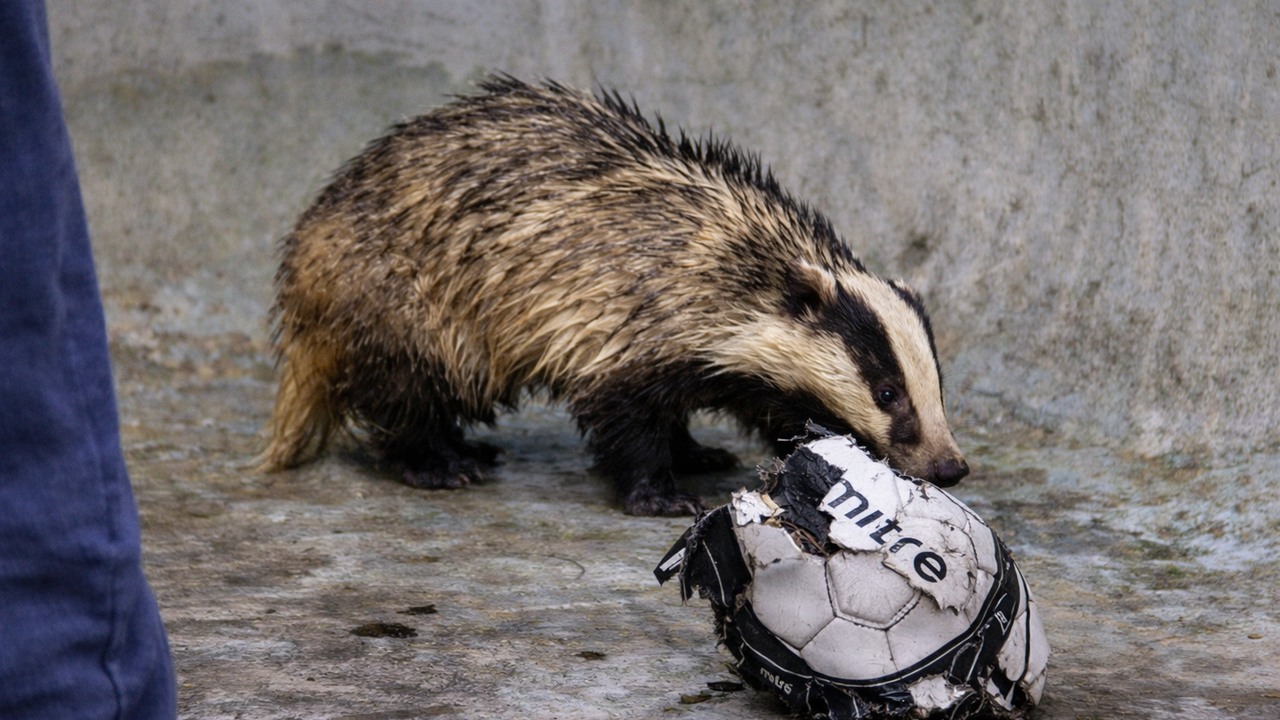 Hopefully they're not drowned - rescuers race to save 2 badgers trapped ...