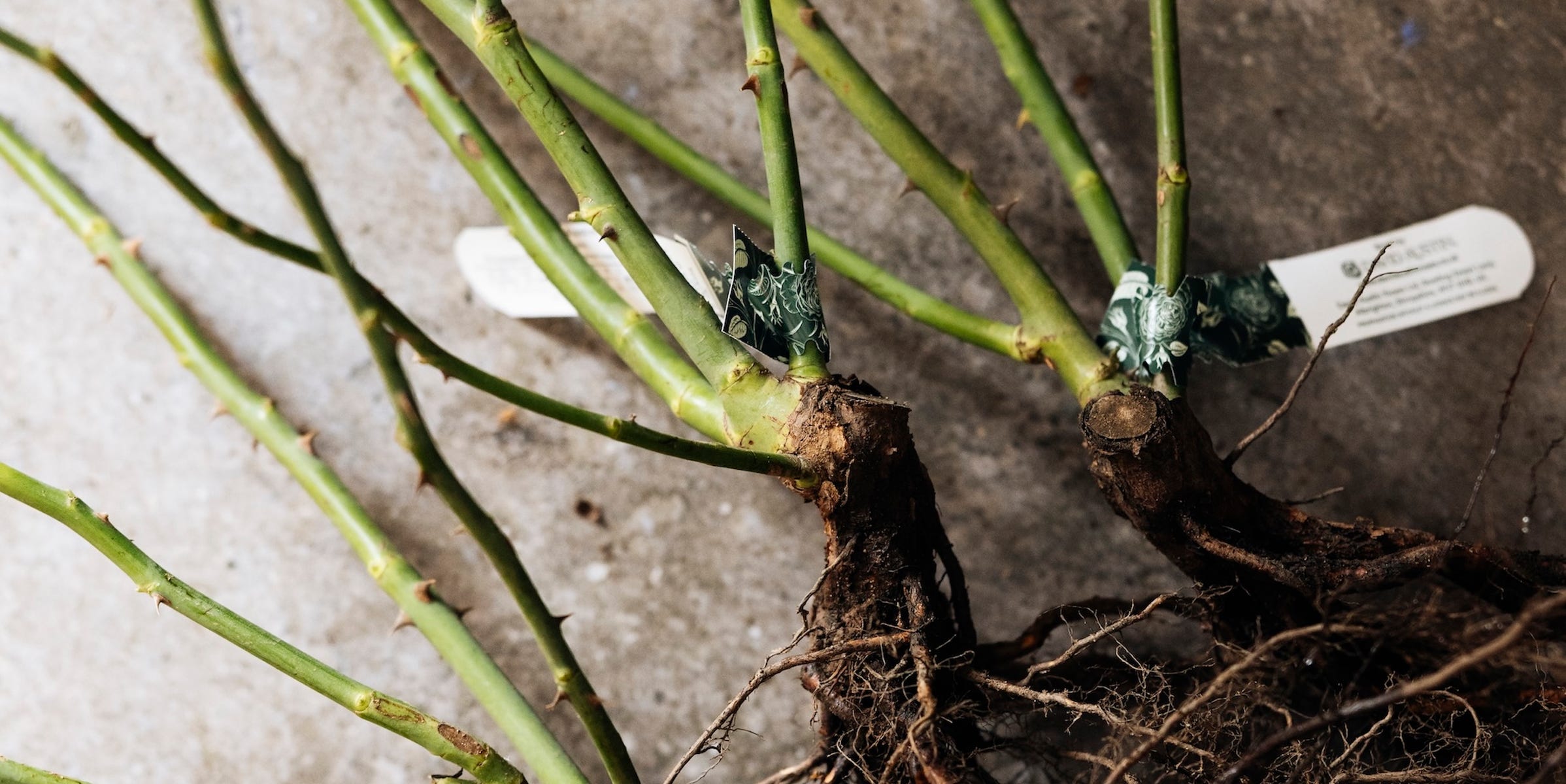 How to plant bare-root roses this autumn for bigger, better blooms next ...