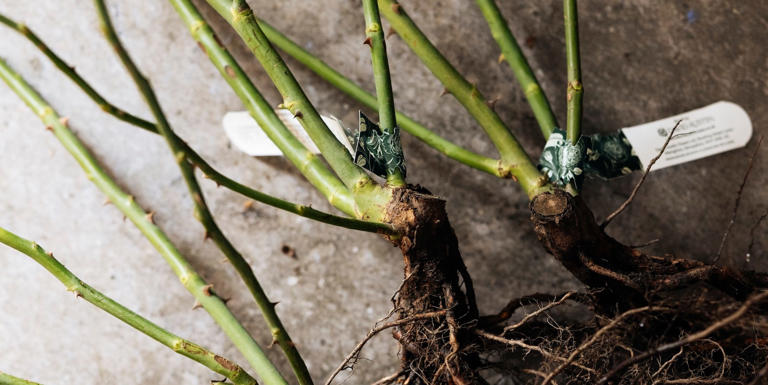 How to plant bare-root roses this autumn for bigger, better blooms next ...