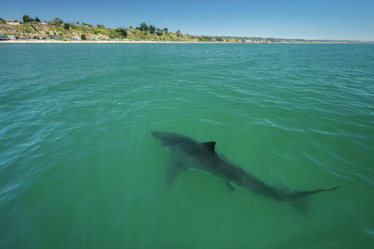 Bay Area scientists see rare shark entourage as El Niño looms
