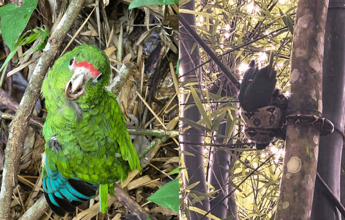 The moment when an endangered parrot chick was saved from the grasp of ...