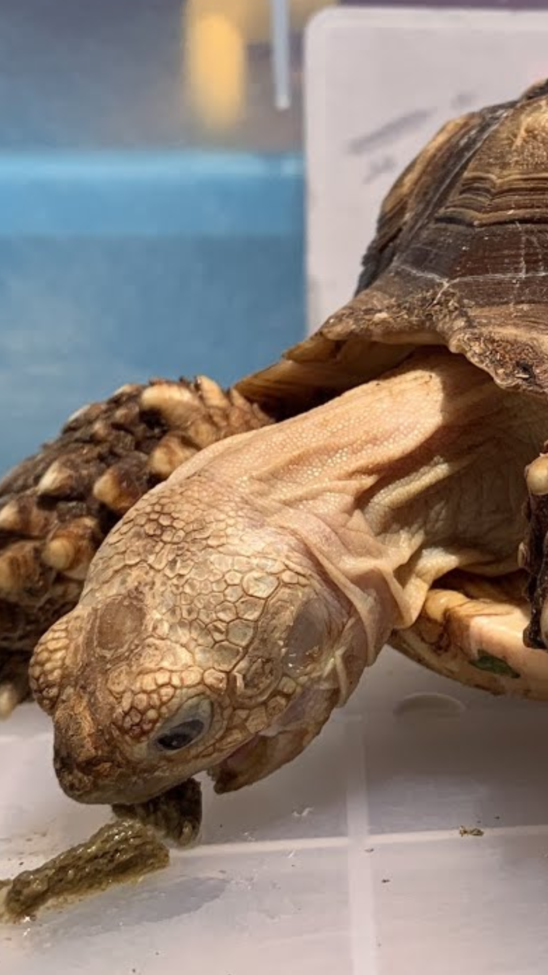 Mengapa Omrey kura-kura Sulcata tampak lebih lapar dari sebelumnya