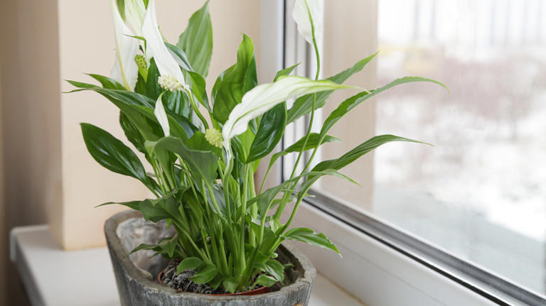 Telltale signs you're underwatering your peace lily plant