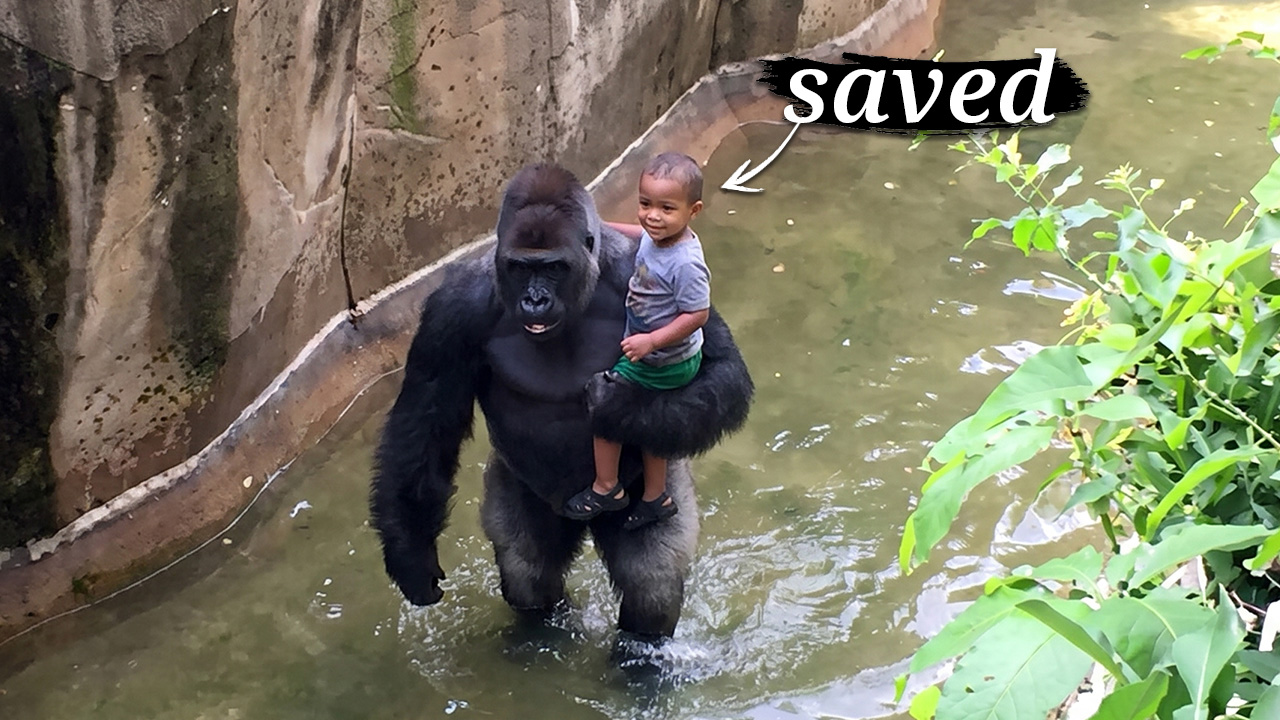 A 3-year-old fell into a zoo enclosure — what a mother gorilla did next ...