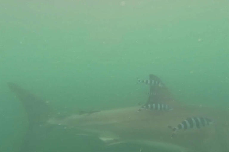 Bay Area scientists see rare shark entourage as El Niño looms