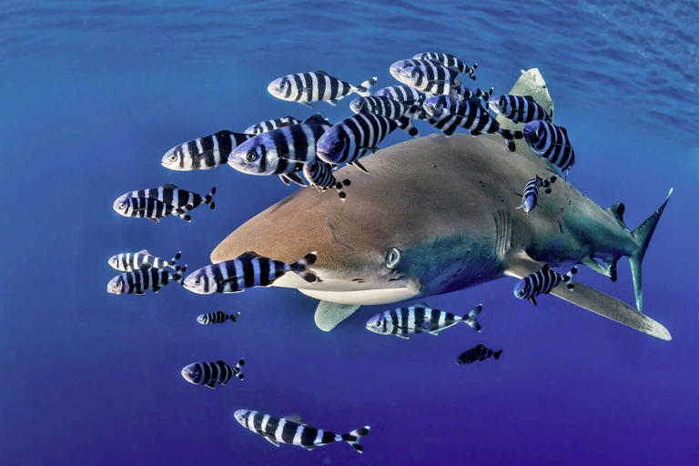 Bay Area scientists see rare shark entourage as El Niño looms