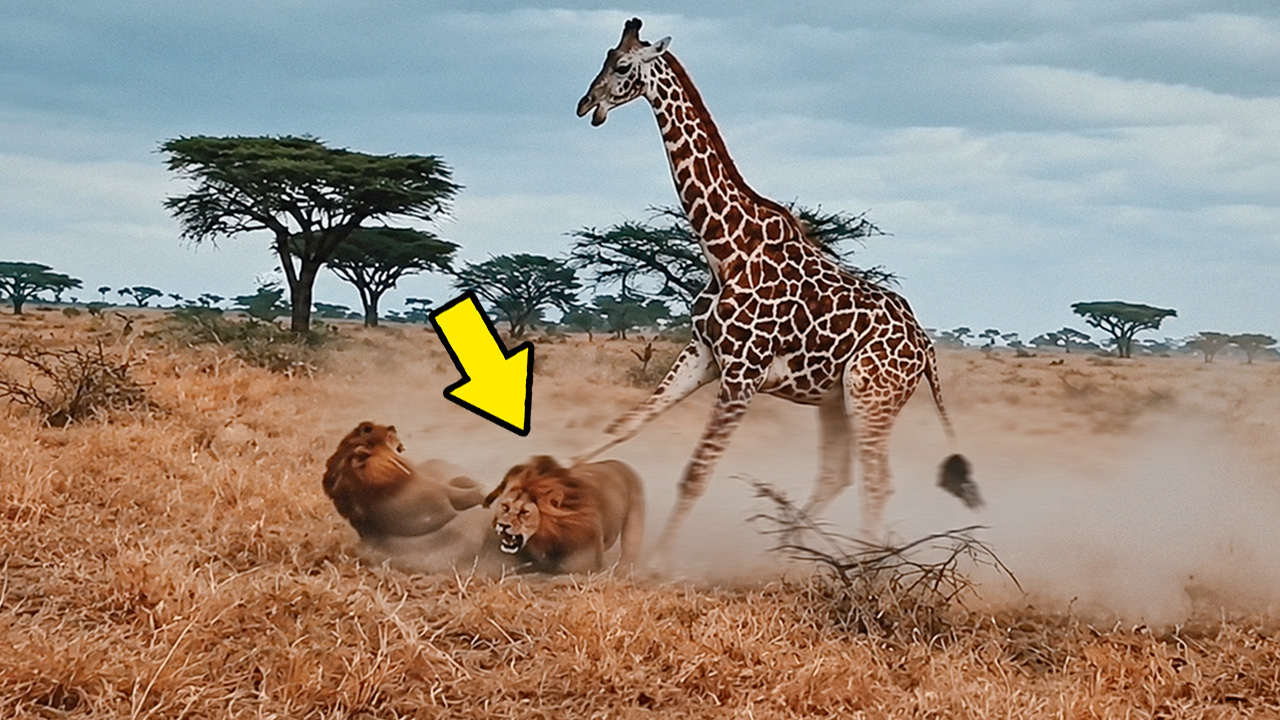 Lion picked a fight with the wrong giraffe