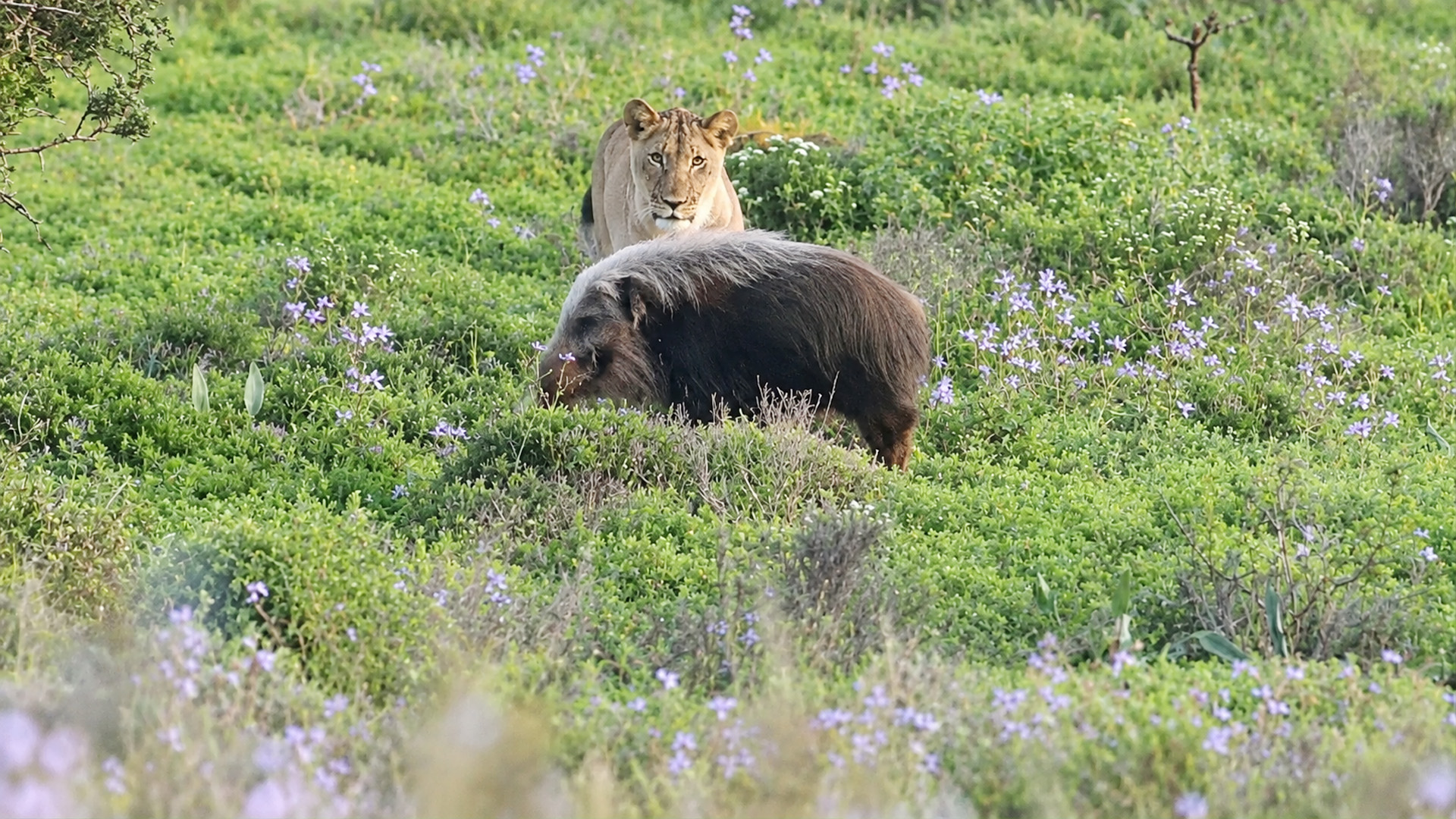 Cornered bushpig faces five lions in a dangerous encounter