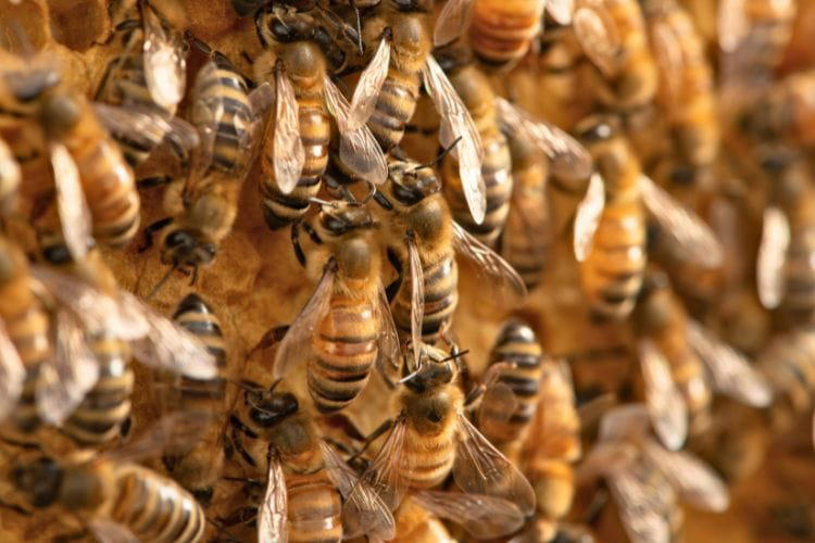 Buzzing into sustainability: How hotels are embracing beekeeping ...