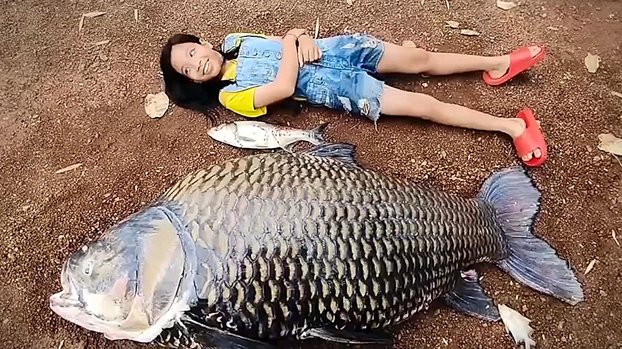 Giant carp the size of a schoolgirl hauled from Thai floodwaters