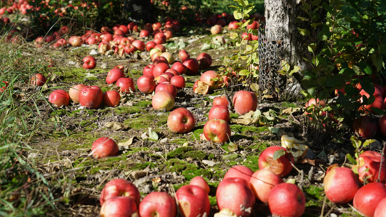 The essential fall task that will help your fruit tree survive winter