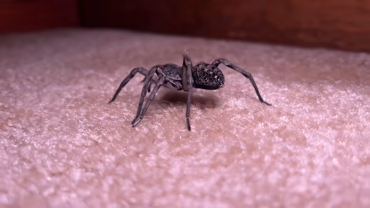 Some house spiders can cause serious bites, but one creepy-looking ...