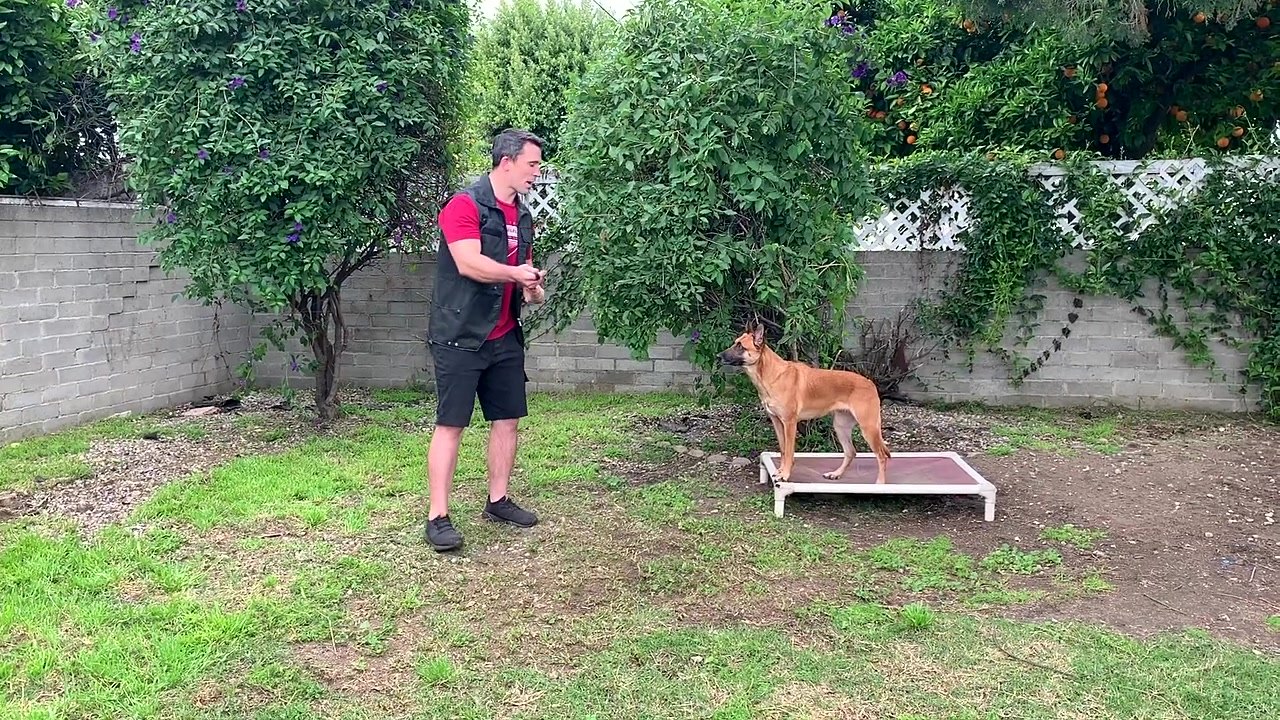 The drop it command that actually gets your dog to release anything