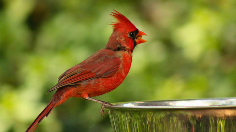 The reason you never see cardinals in your yard is simple