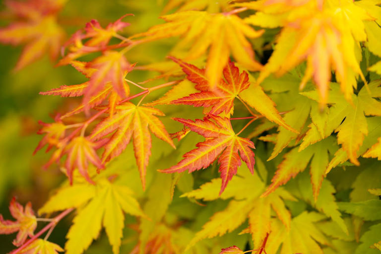 Autumn is the 'secret season' for planting trees — 7 to bring height ...