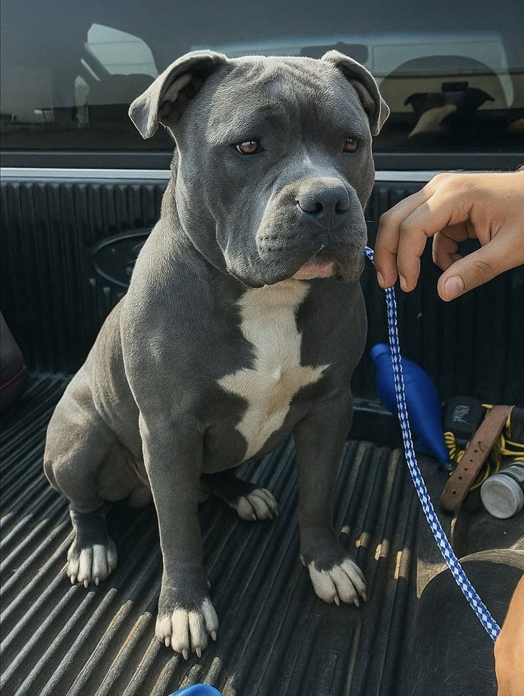 Pit bull aspetta 198 giorni in canile, poi qualcuno si ferma davanti al ...
