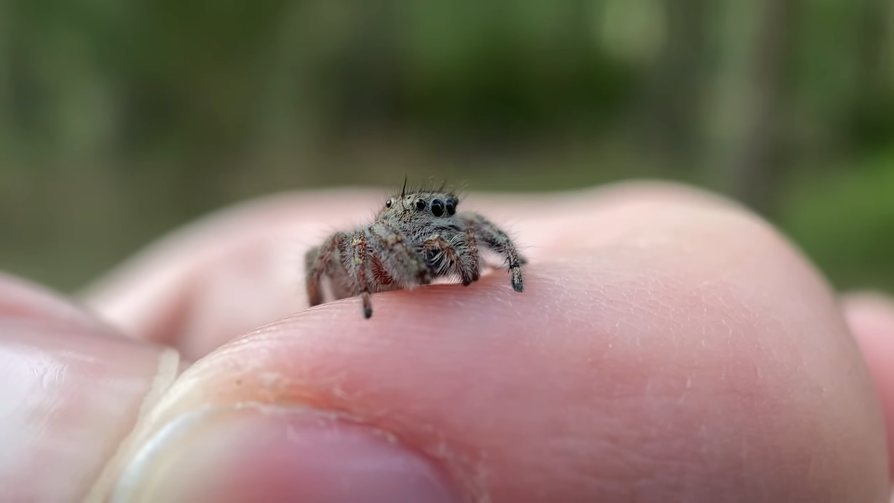 This massive spider had fangs that looked terrifying, but its bite left ...