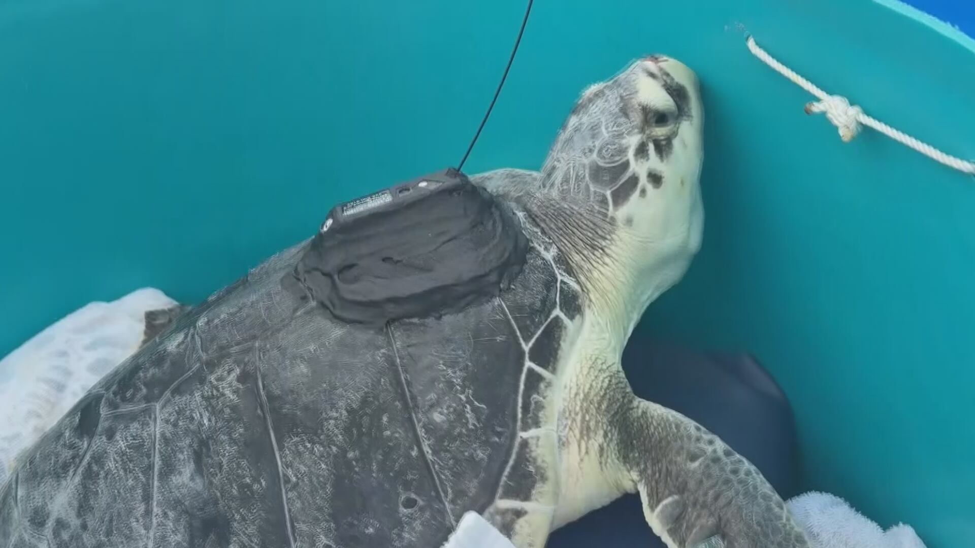 Institute for Marine Mammal Studies tracks turtles to understand pier ...