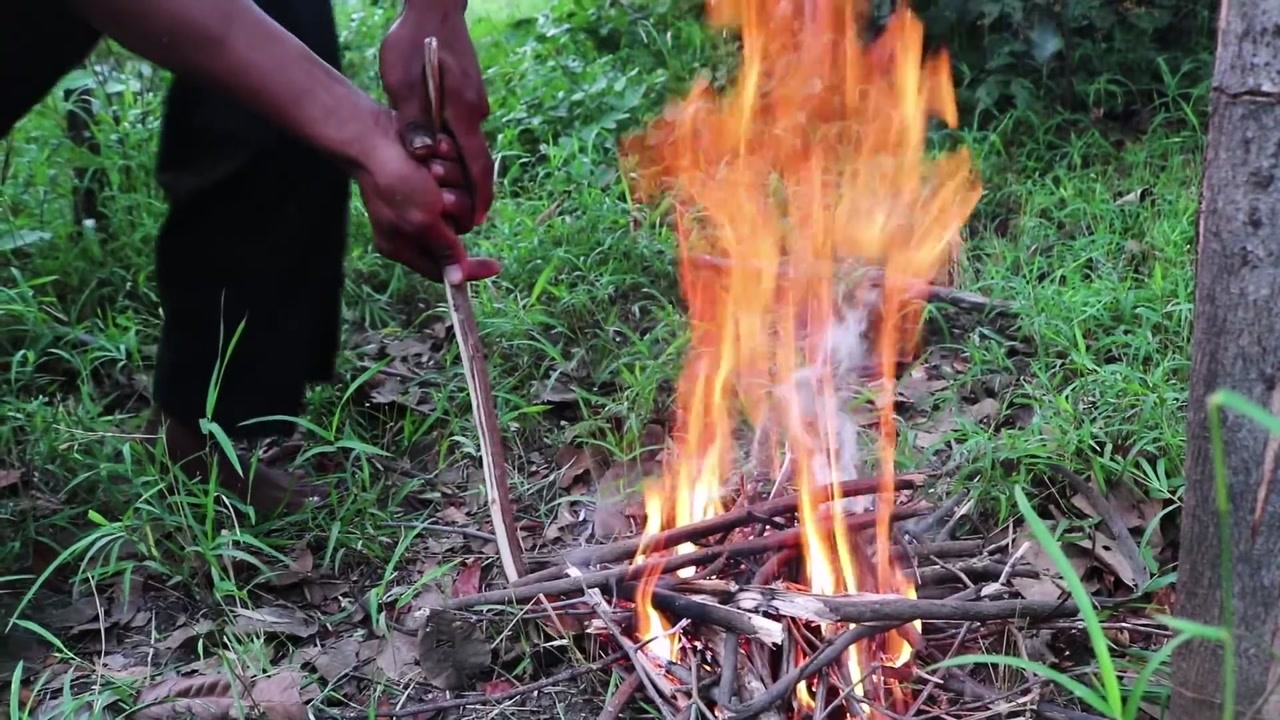Finding wild bees in the forest and harvesting honey without fire