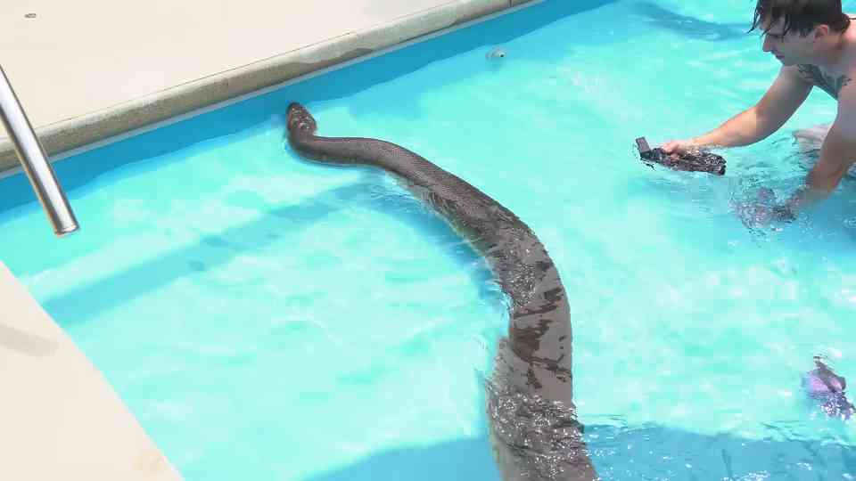 They took a 15-foot anaconda swimming... then she escaped before they ...