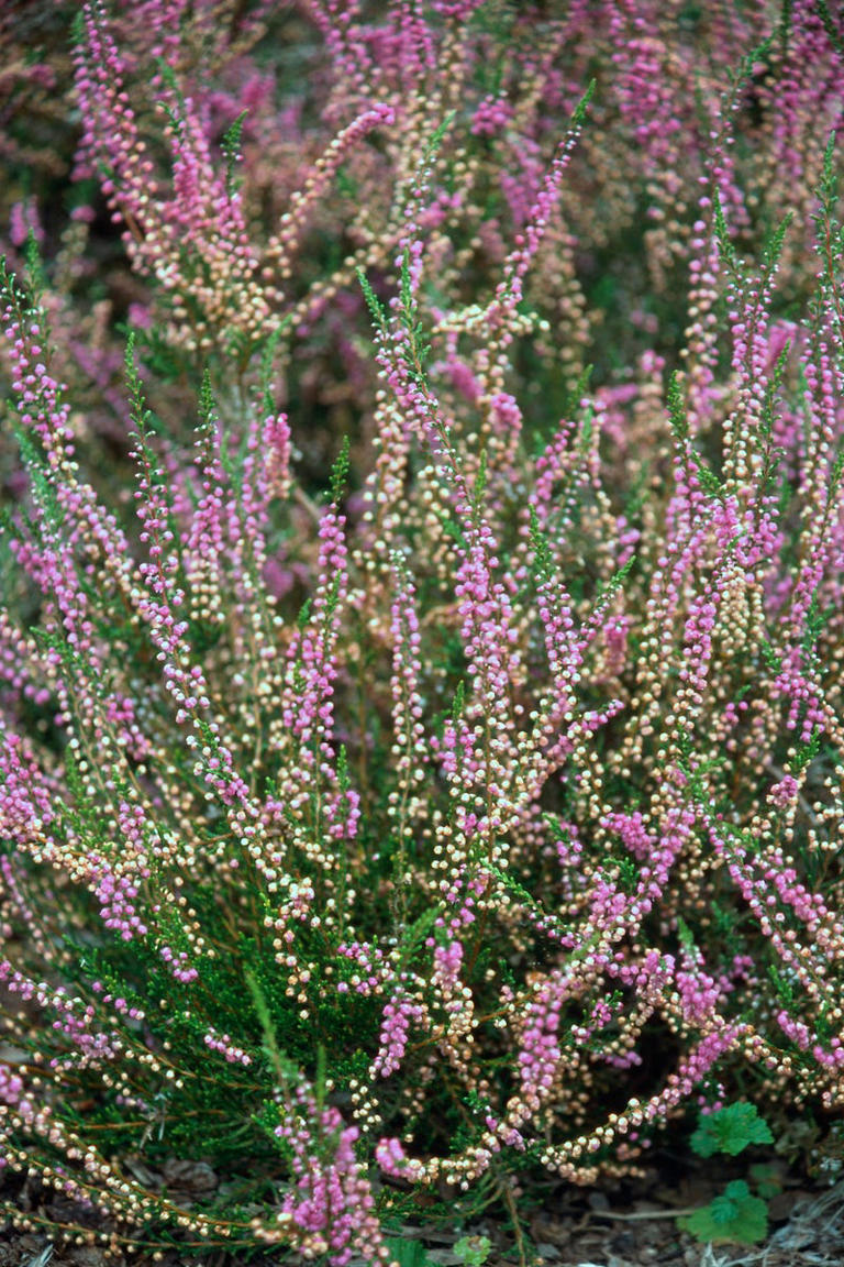 Alan Titchmarsh's 3 winter-flowering plants to grow in October for a ...