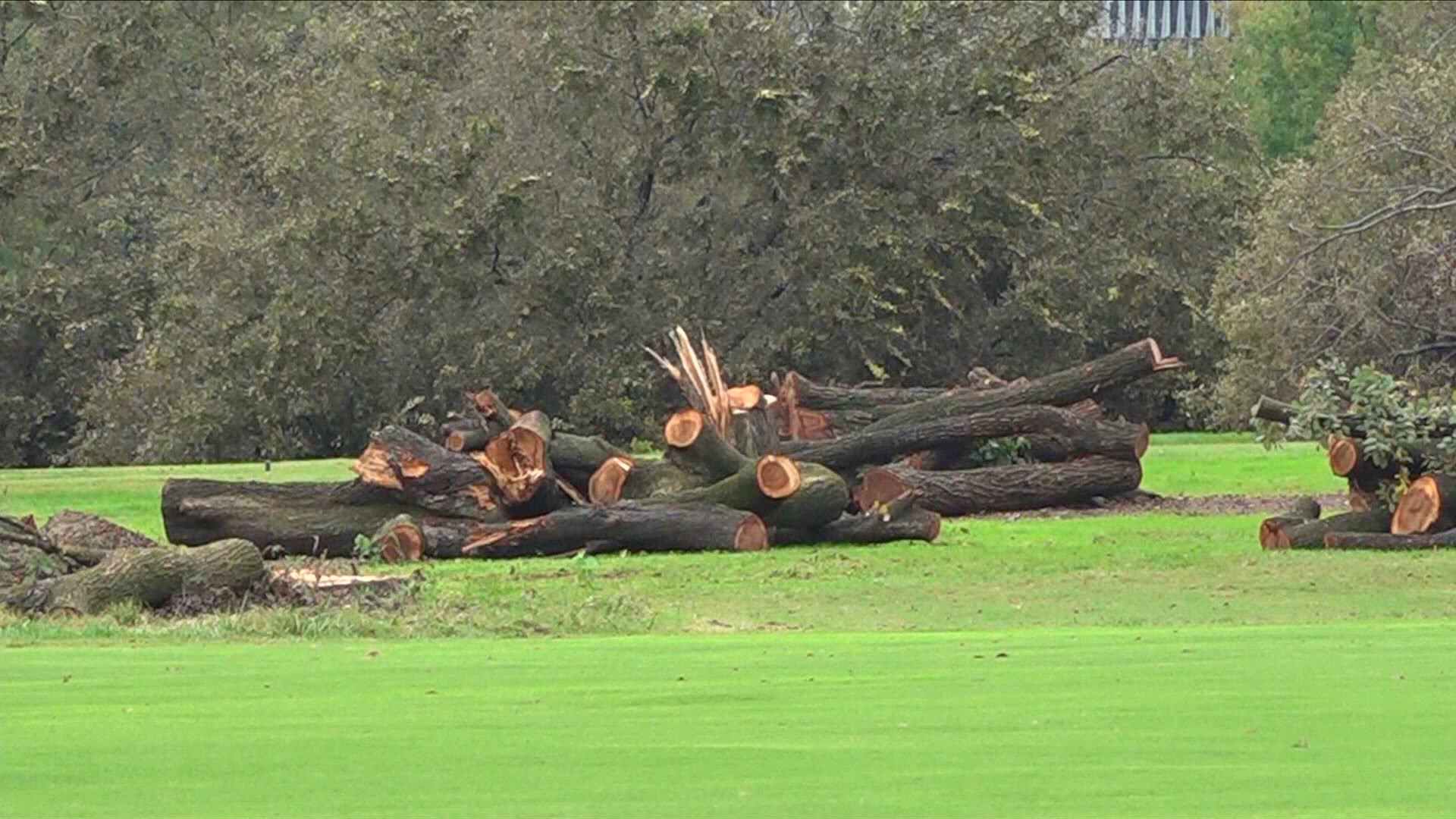 Judge pushes next hearing on East Potomac tree cutting to next Monday