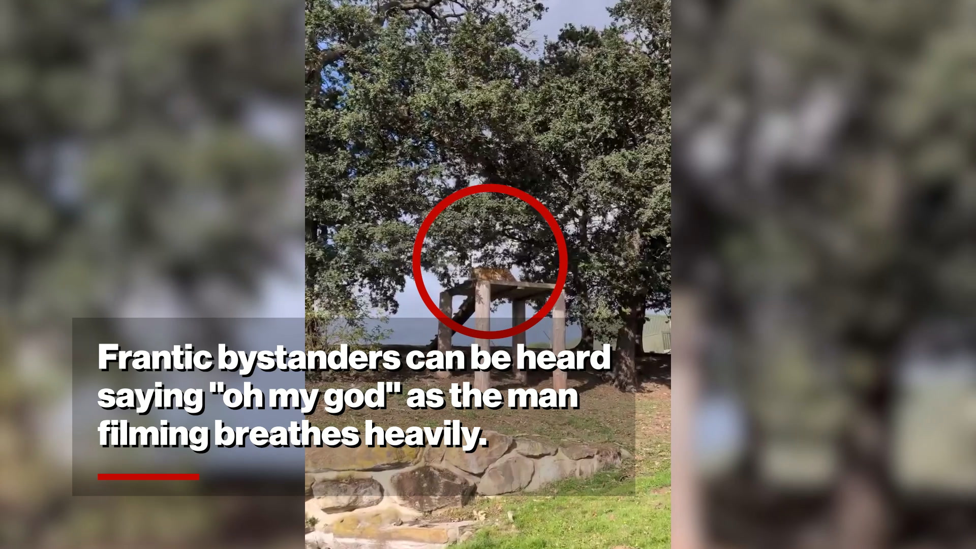 Man films tiger from inside enclosure moments before being mauled to death