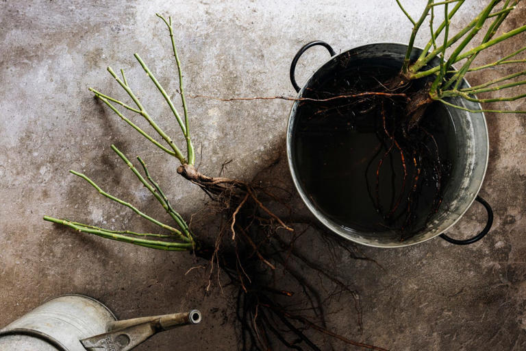 How to plant bare-root roses this autumn for bigger, better blooms next ...