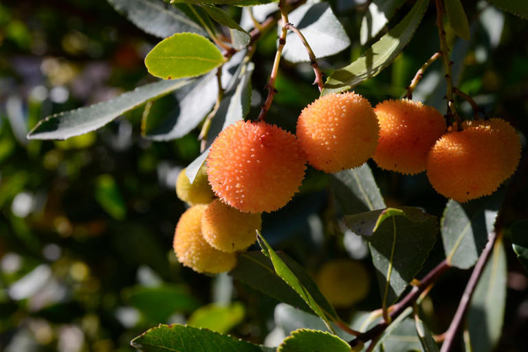 Autumn is the 'secret season' for planting trees — 7 to bring height ...