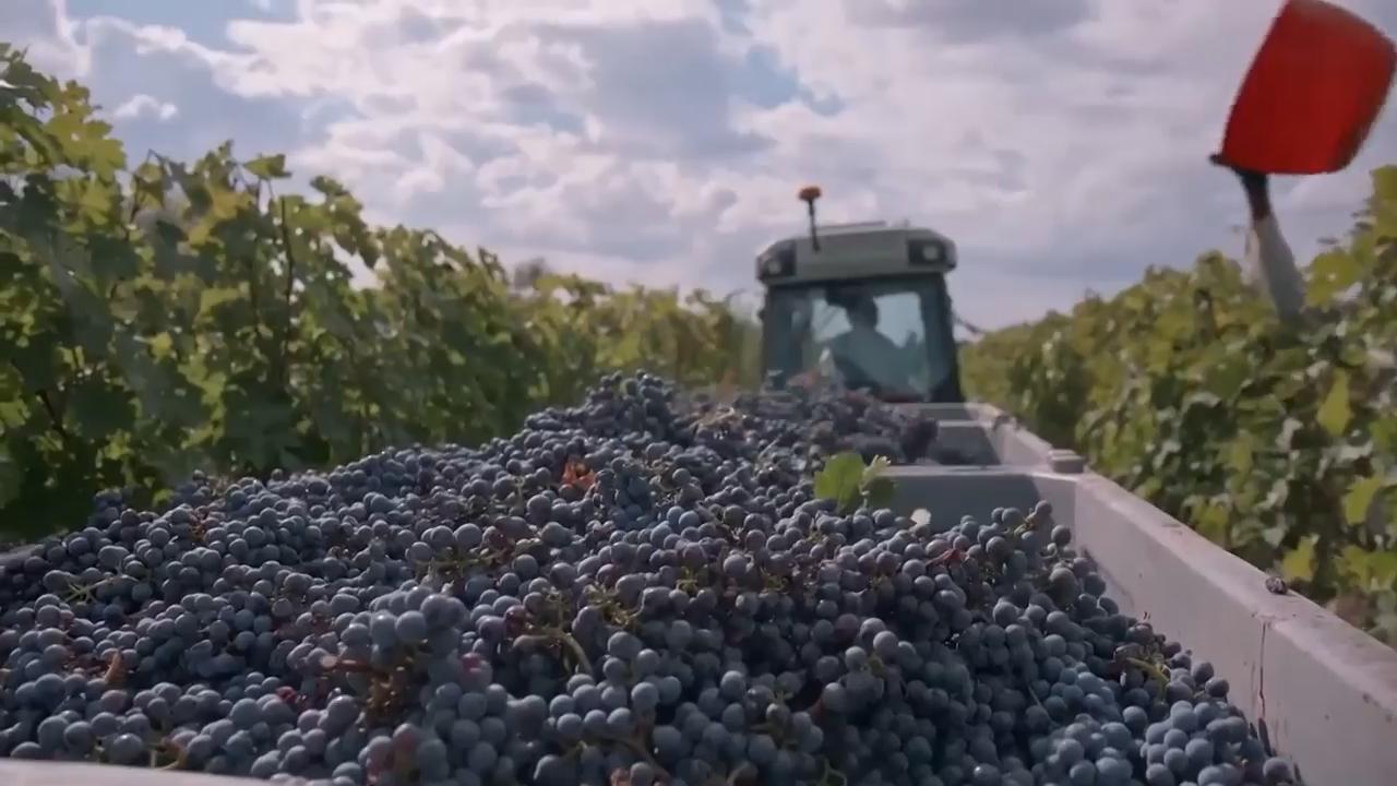 Thieves pull off Italy's biggest-ever wine heist, stealing 30,000 ...