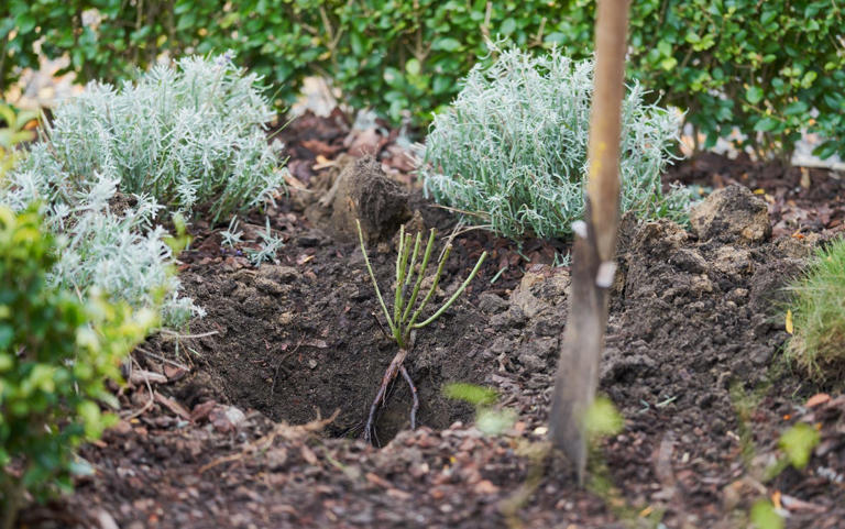 How to plant bare-root roses this autumn for bigger, better blooms next ...