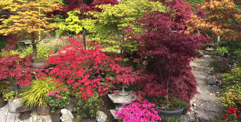 Autumn is the 'secret season' for planting trees — 7 to bring height ...