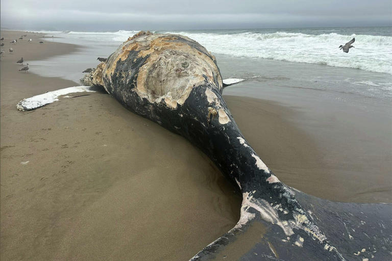 Bay Area scientists see rare shark entourage as El Niño looms