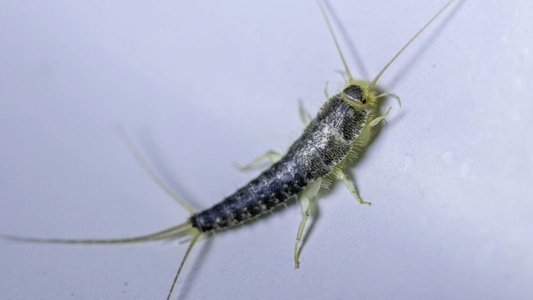 Prevent and trap silverfish at home