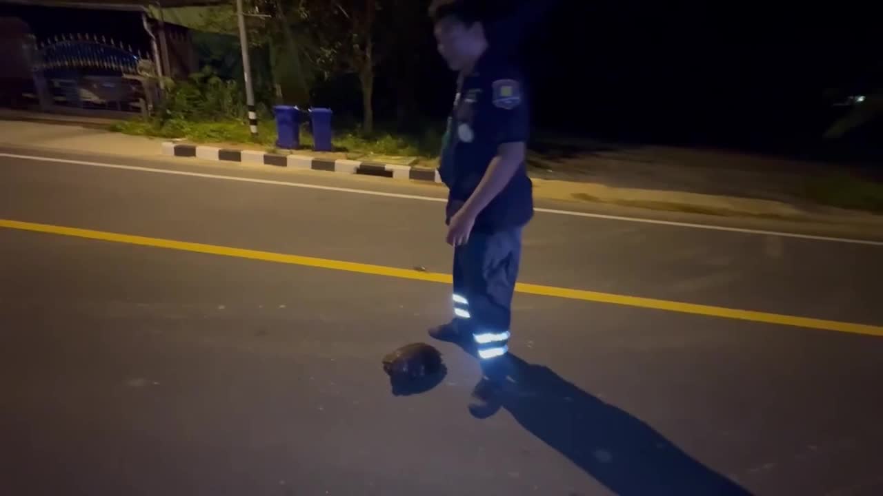 Kind paramedic saves tortoise lost on road