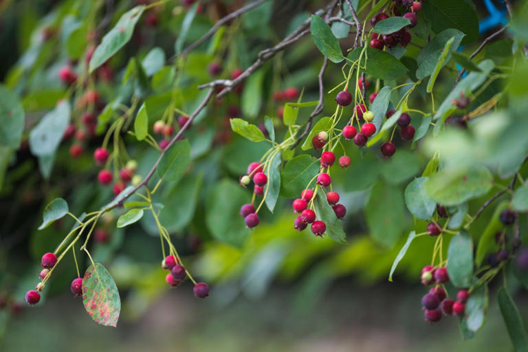 Autumn is the 'secret season' for planting trees — 7 to bring height ...