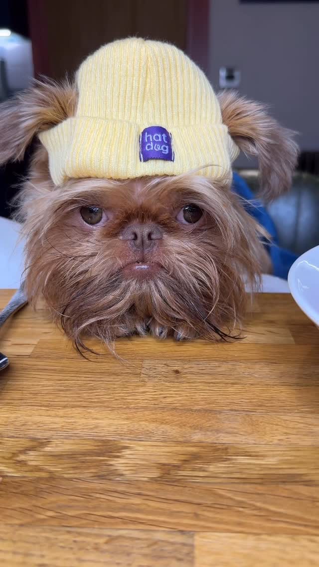 This overthinking dog turns every moment into comedy