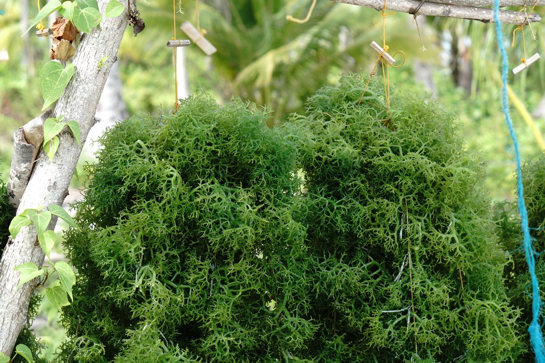Coffee and seaweed lead Philippines’ $57.4 million agrifood investment push