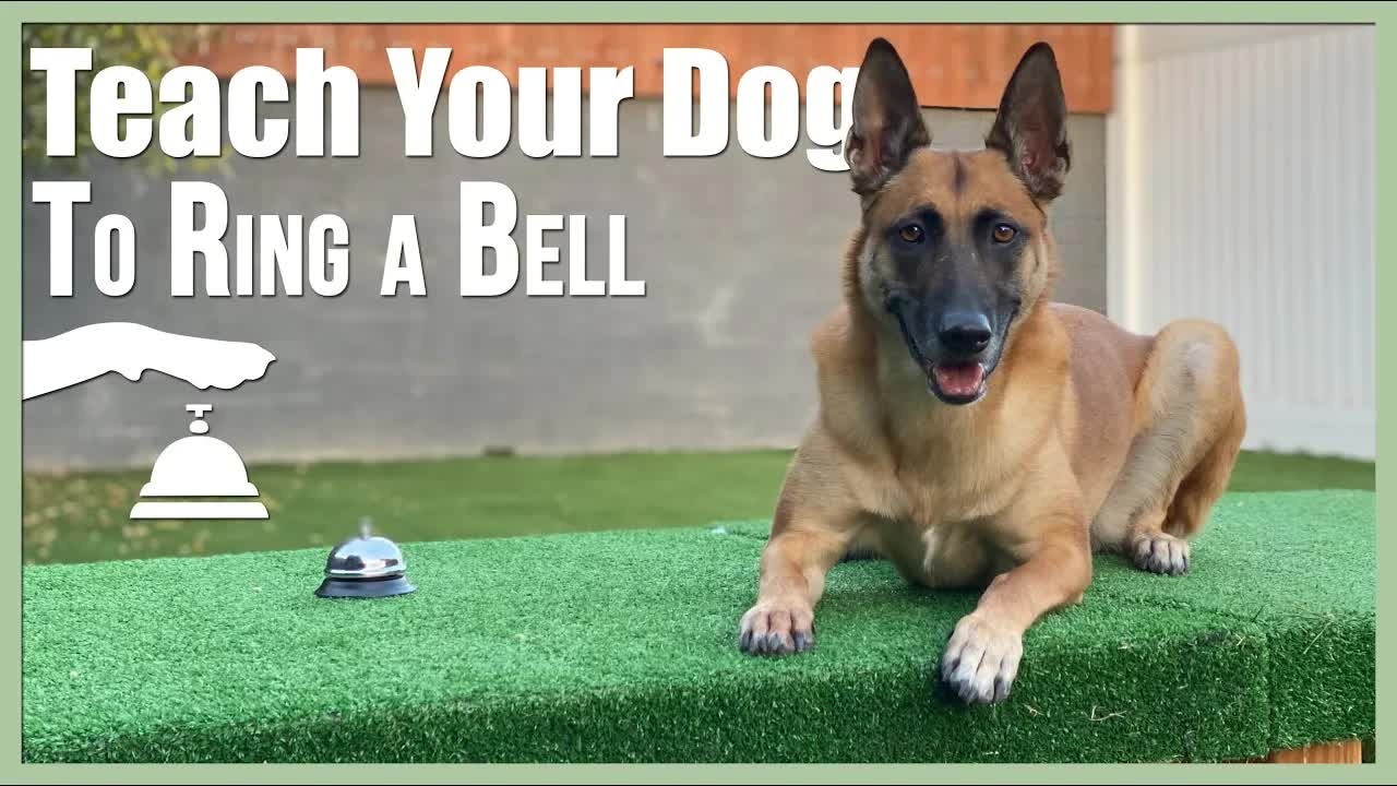 Why teaching your dog to ring a bell changes how you communicate