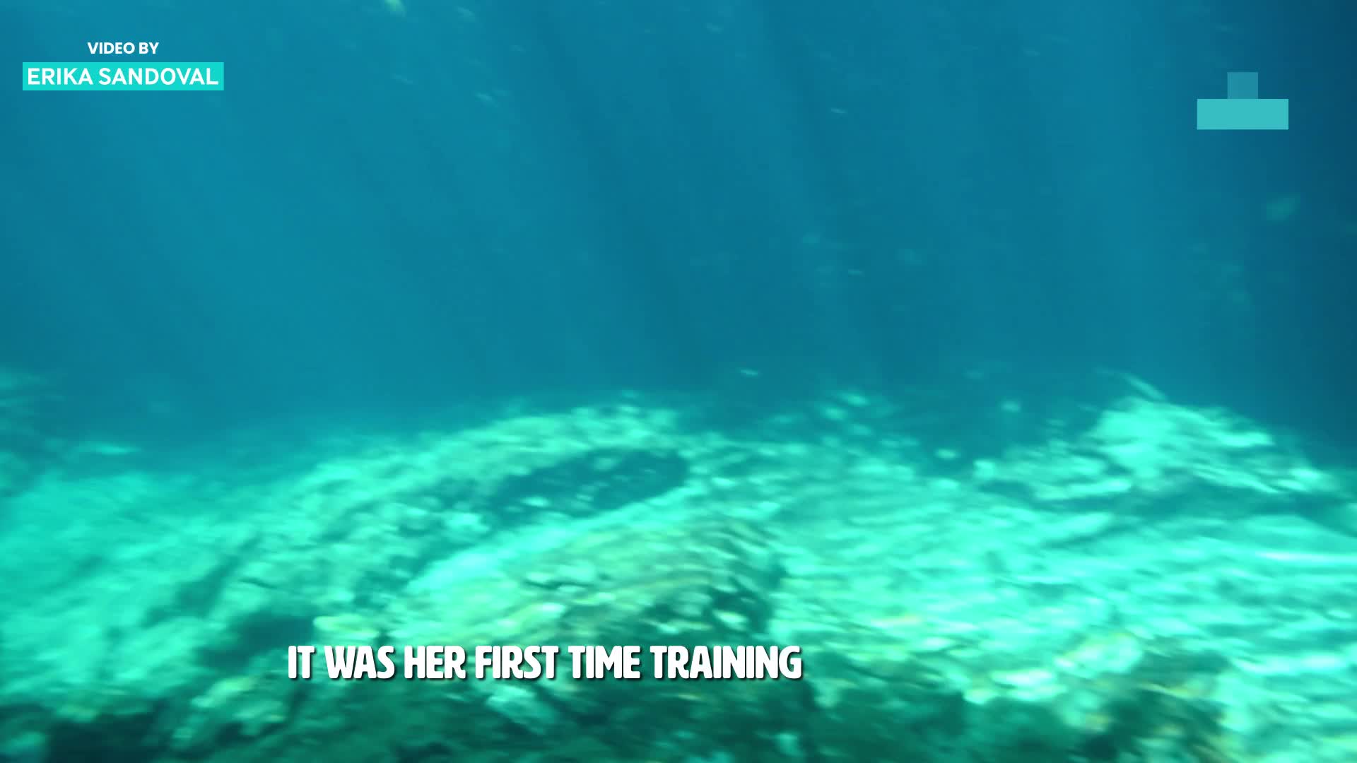 Woman’s first scuba diving experience takes terrifying turn on camera